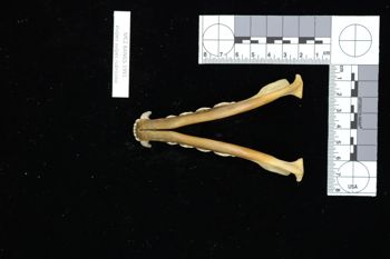 Media type: image;   Mammalogy BANGS-1991 Description: Image of skeleton specimen - ventral view. ventral view of mandible.;